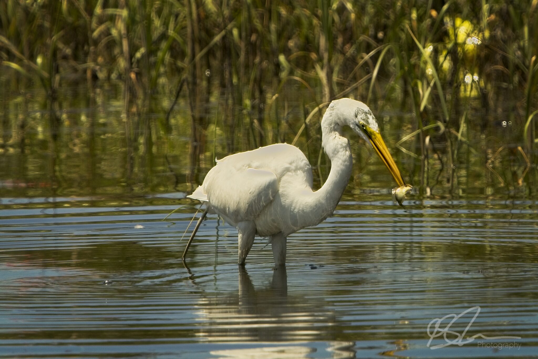 Great Egret spears a fish for lunch
