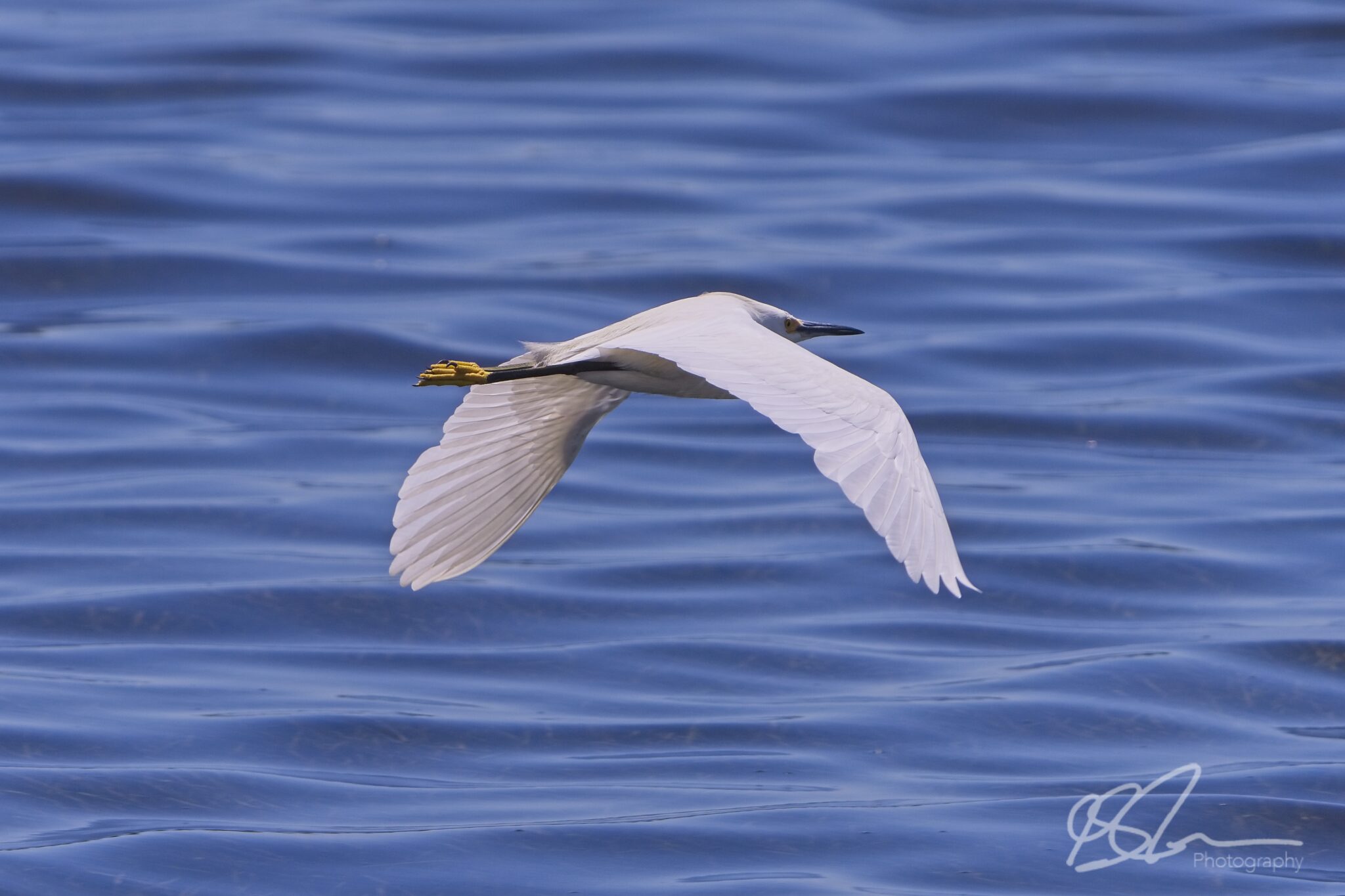 A Snowy Egret in flight over St. Andrew's Bay