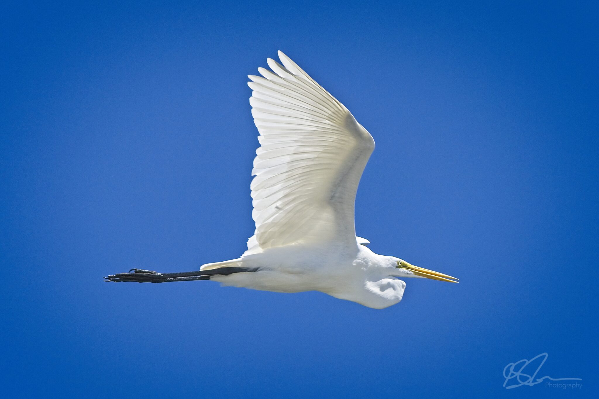 Great Egret soaring above