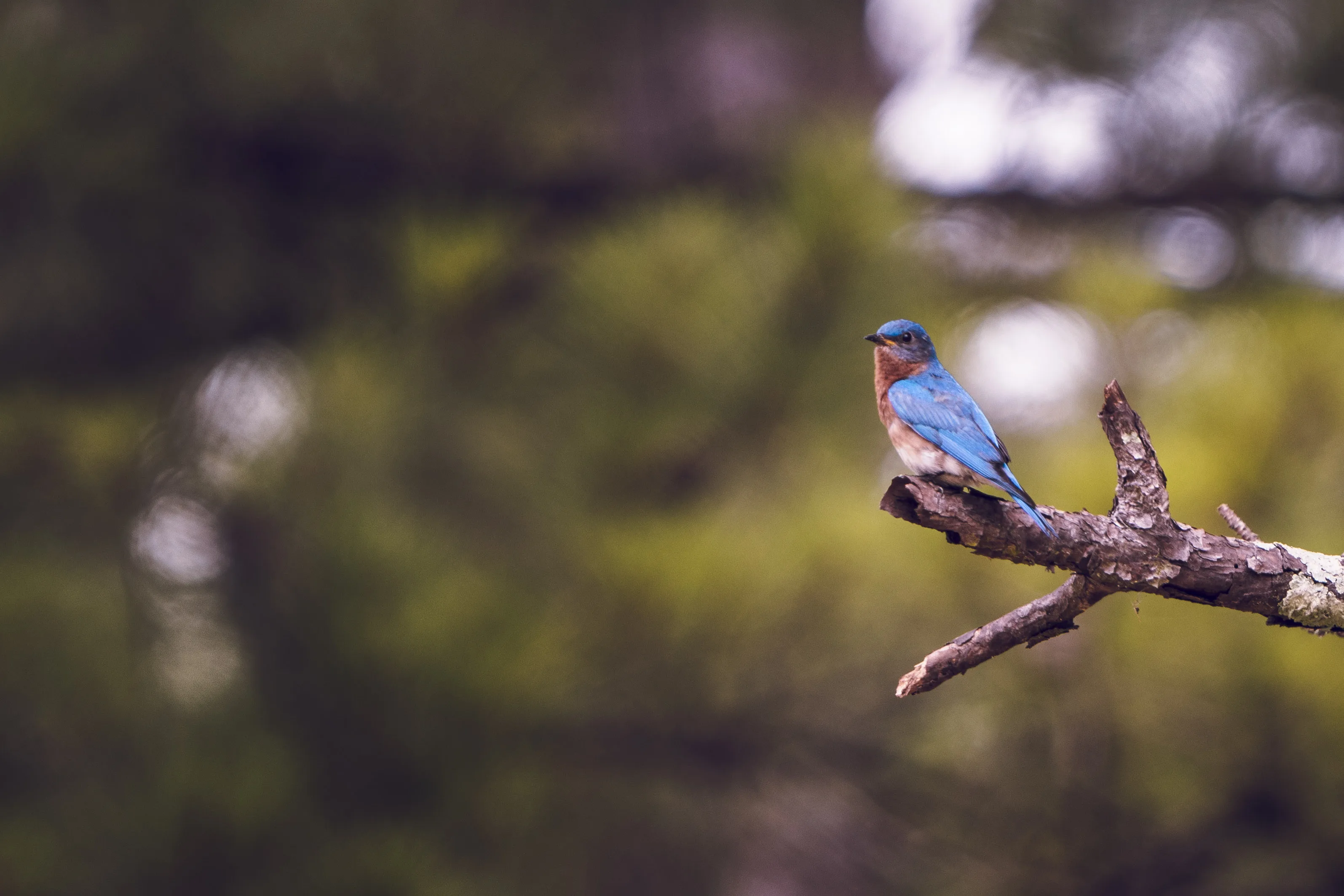 Eastern Bluebird sitting on a tree branch