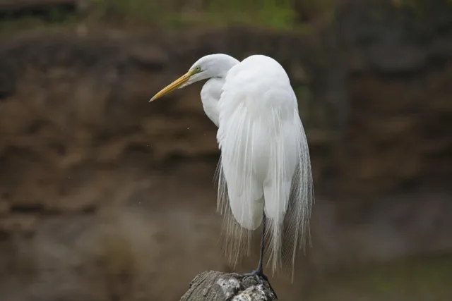 Great Egret standing on one leg