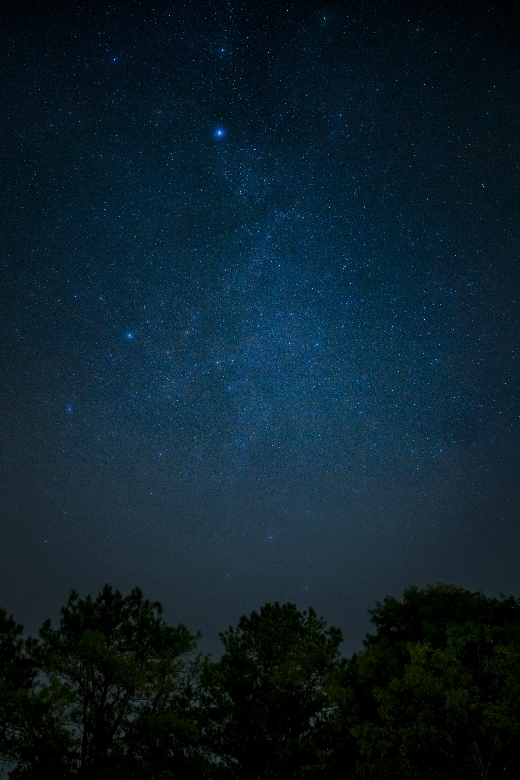 a photo of the milky way with trees in the foreground