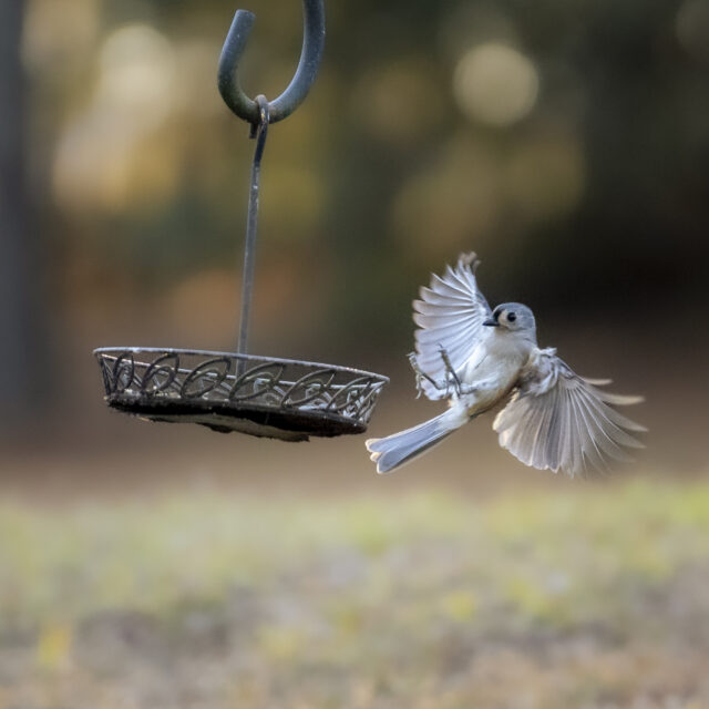 Tufted Titmouse Coming In Hot